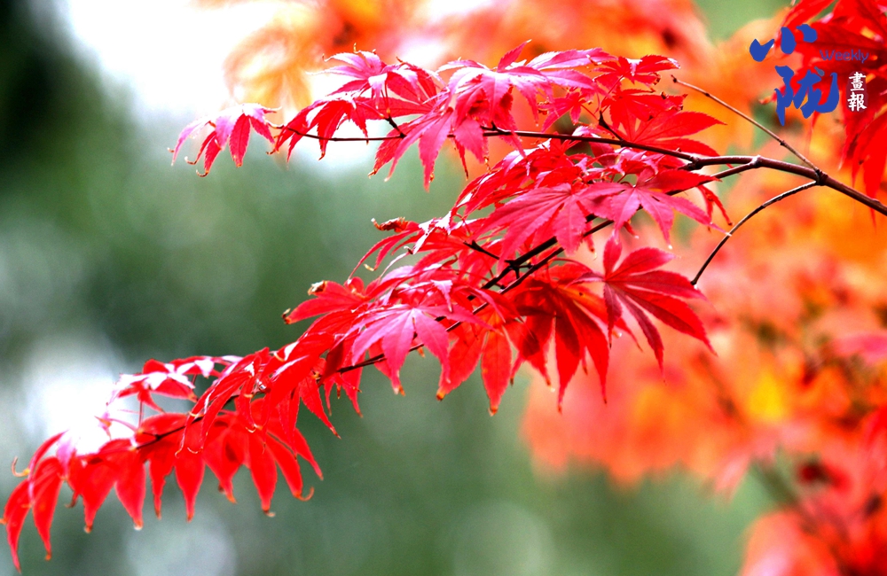 【小隴畫報(bào)·312期】禮縣：秋色如詩 美景入畫